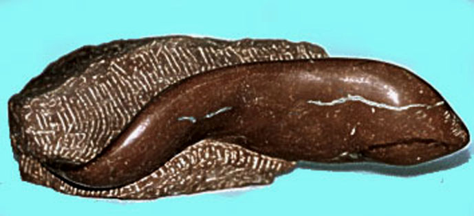 pez